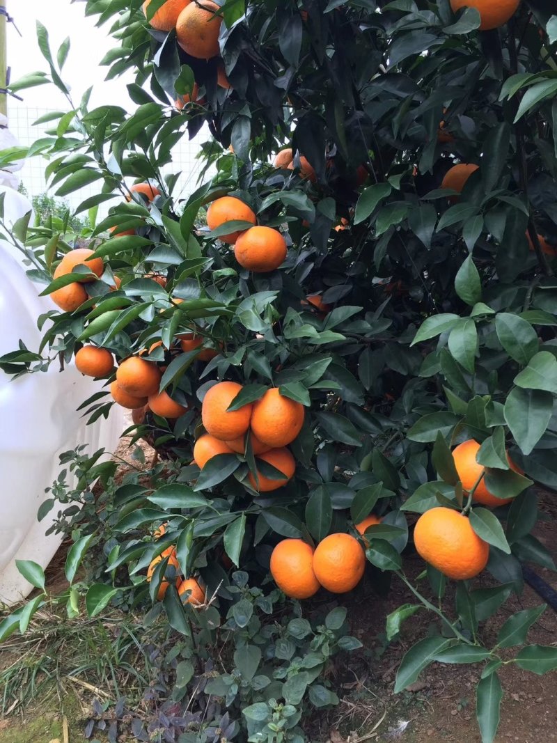 沃柑