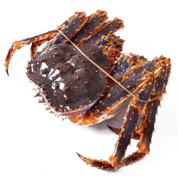 帝王蟹