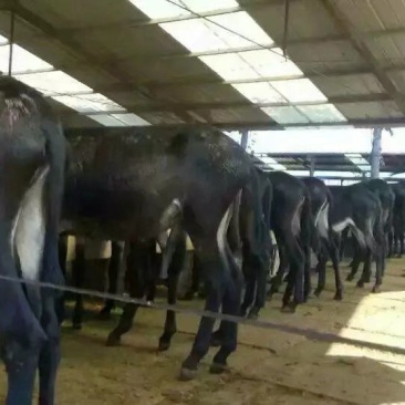 肉驴苗价格肉驴养殖肉驴养殖场肉驴苗那里买肉驴养殖利润肉驴