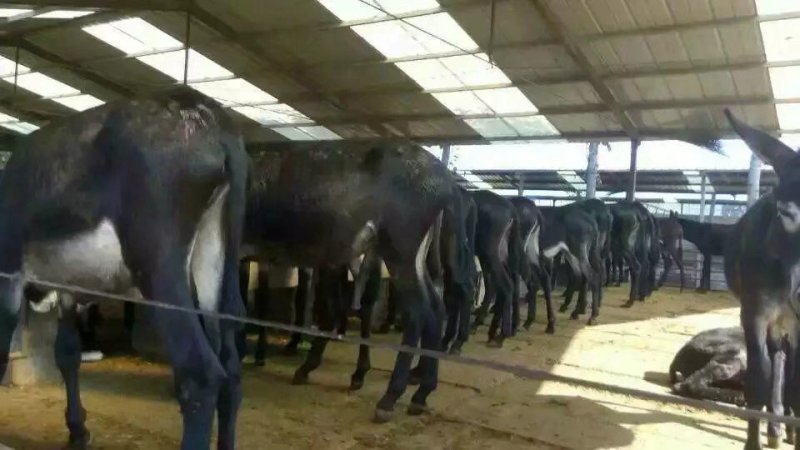 肉驴苗价格肉驴养殖肉驴养殖场肉驴苗那里买肉驴养殖利润肉驴