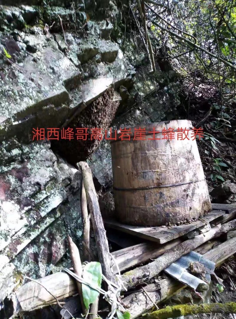 湖南湘西高山岩崖一年百花土蜂蜜