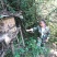 湖南湘西高山岩崖一年百花土蜂蜜