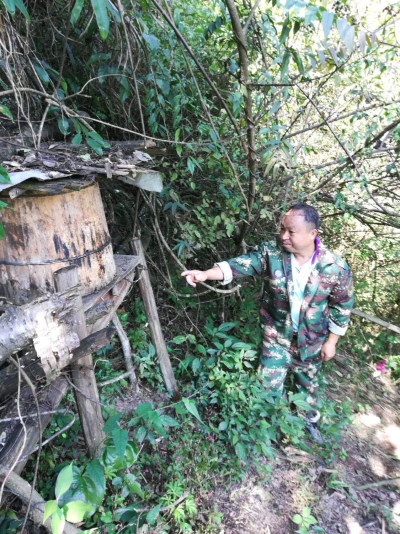 湖南湘西高山岩崖一年百花土蜂蜜