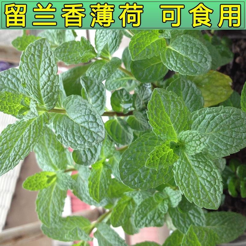 留兰香种子绿薄荷种籽柠檬薄荷食用驱蚊虫盆栽四季阳台盆栽植