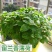 留兰香种子绿薄荷种籽柠檬薄荷食用驱蚊虫盆栽四季阳台盆栽植