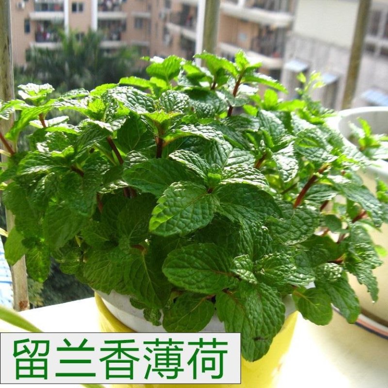 留兰香种子绿薄荷种籽柠檬薄荷食用驱蚊虫盆栽四季阳台盆栽植