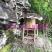湖南湘西高山岩崖野百花土蜂蜜