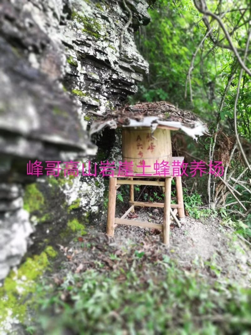 湖南湘西高山岩崖野百花土蜂蜜