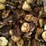 【巨便宜】秦岭椴木香菇，野生香菇——花菇厚菇簿菇大片菇