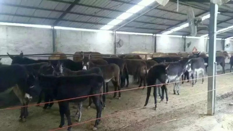 肉驴价格肉驴养殖肉驴价格表肉驴养殖技术肉驴苗那里能买到