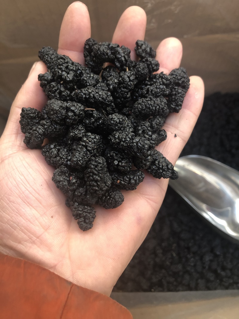 【精品】河北黑桑葚干无沙无碎、颗粒饱满、免洗新货一手货源