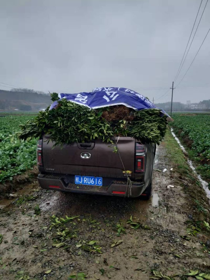 塔罗科血橙苗/纯度品质保障/基地直发/保湿发货