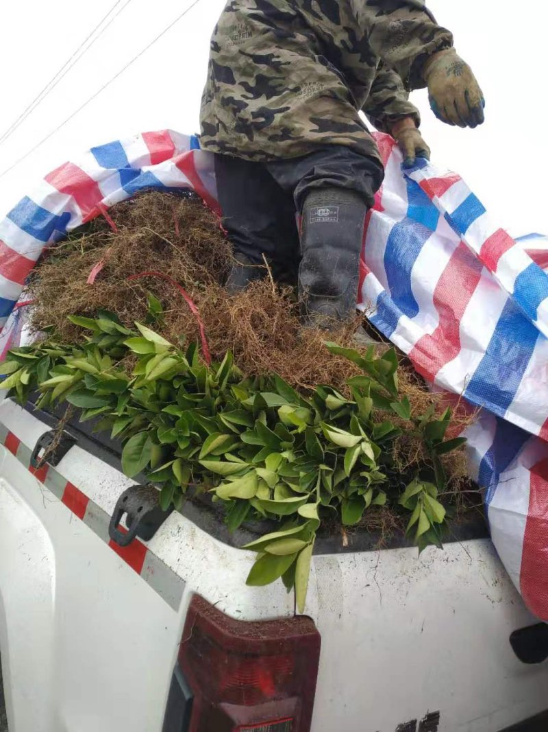 塔罗科血橙苗/纯度品质保障/基地直发/保湿发货