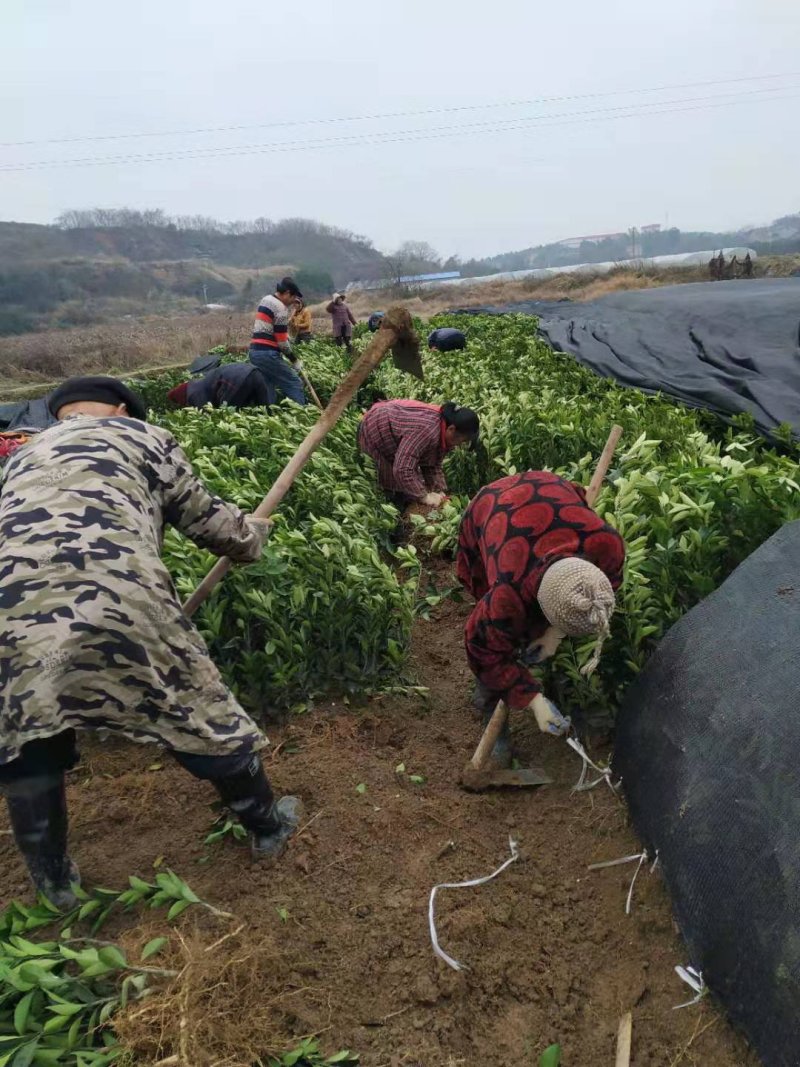 塔罗科血橙苗/纯度品质保障/基地直发/保湿发货