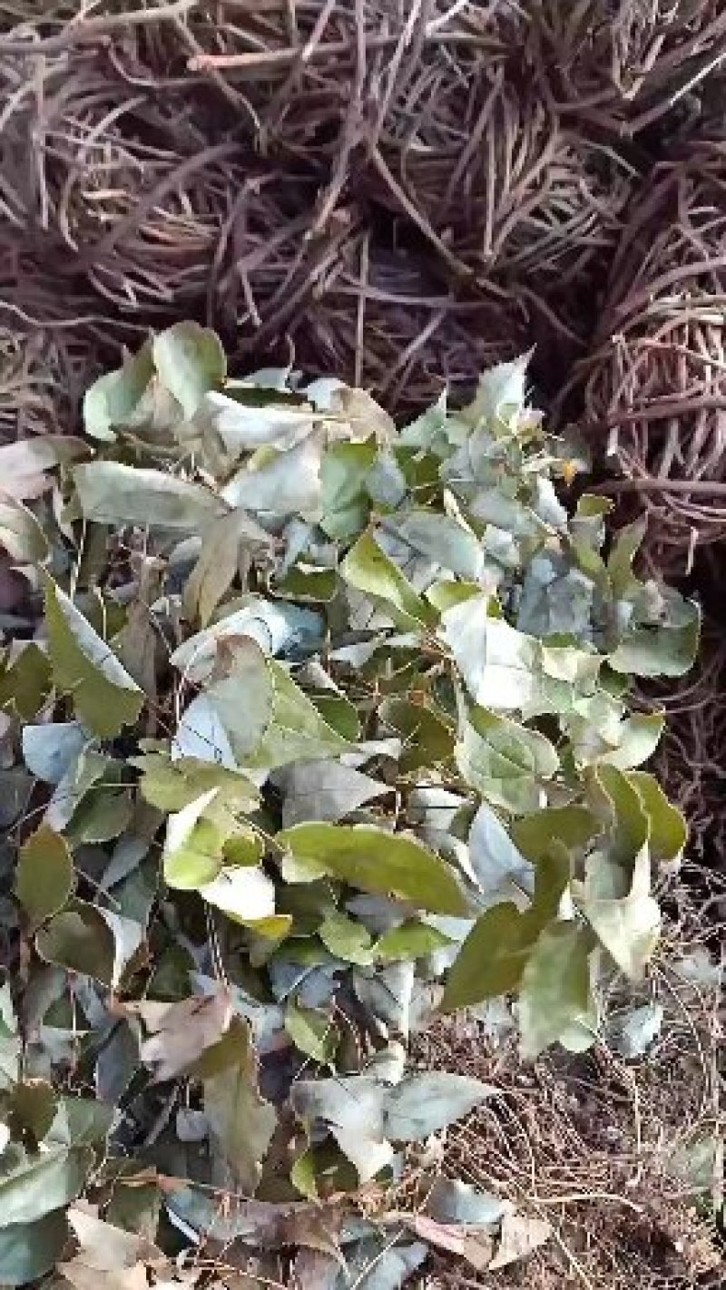 淫洋霍(全草类，茎叶类，根类，大叶子，细叶子类)