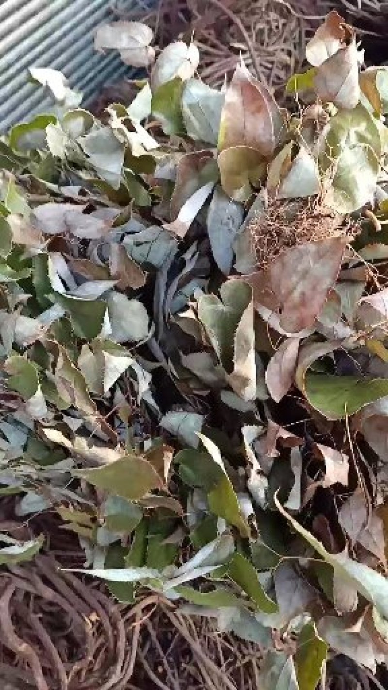 淫洋霍(全草类，茎叶类，根类，大叶子，细叶子类)