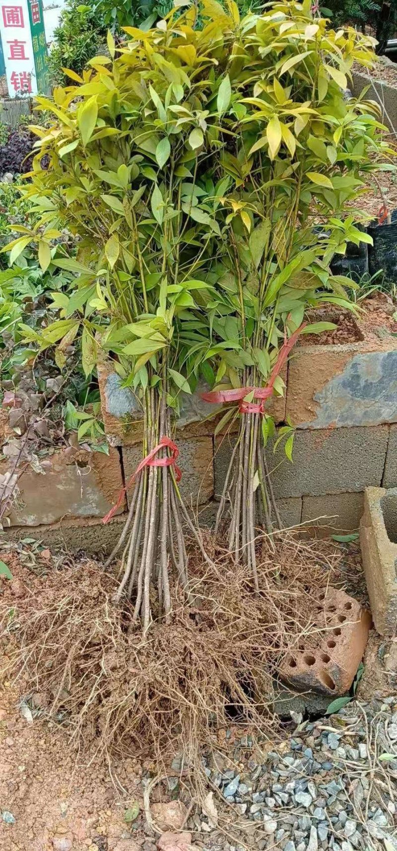 金丝楠木小苗，小叶桢楠价格，8-15cm移栽金丝楠木树价