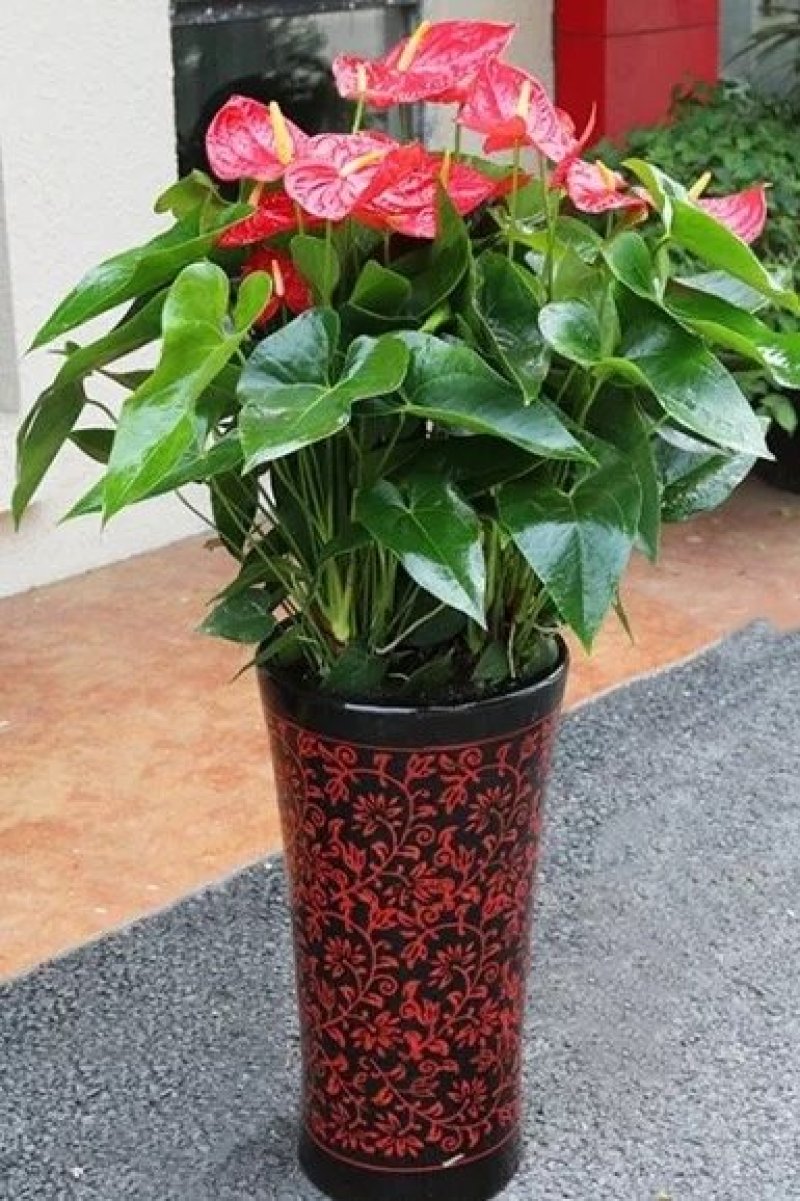 红掌新鲜盆栽带花发货