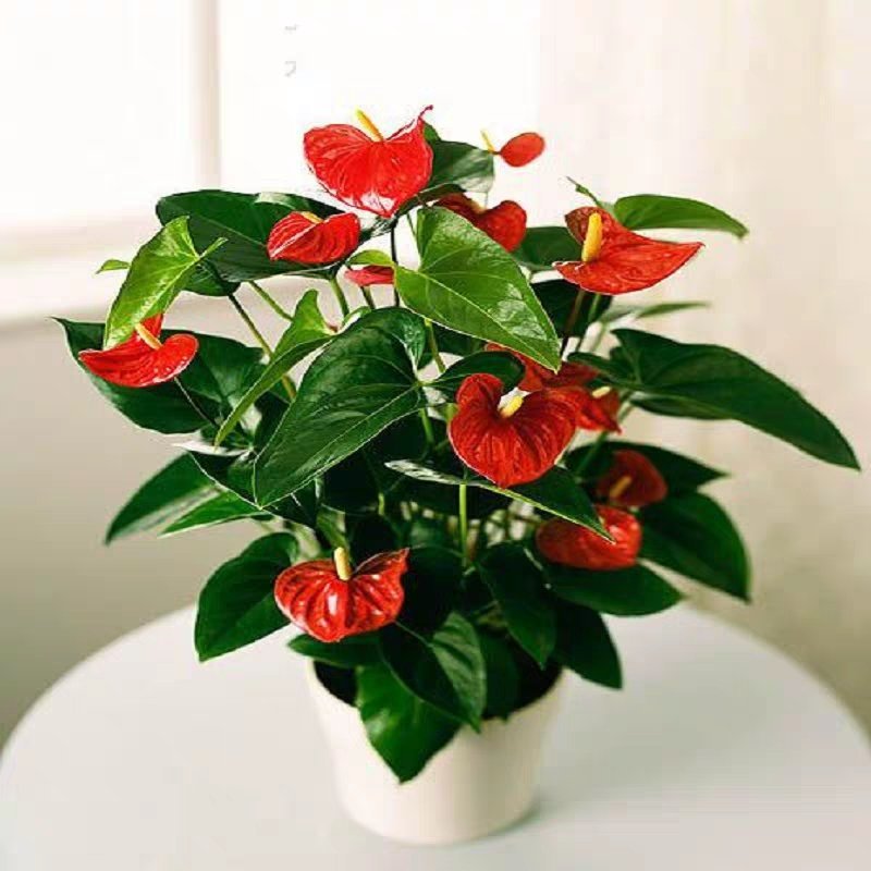 红掌新鲜盆栽带花发货
