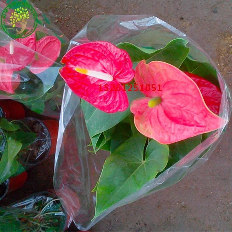 红掌新鲜盆栽带花发货