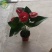 红掌新鲜盆栽带花发货