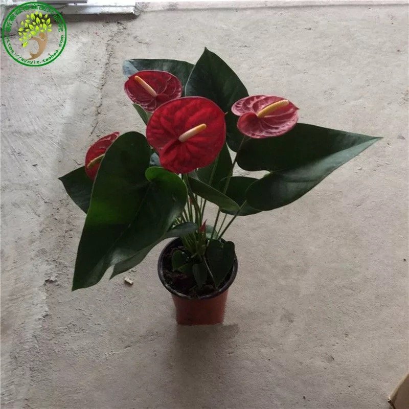红掌新鲜盆栽带花发货