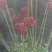 全新料抗老化蔬菜防虫网大棚蔬菜40/60/80/100