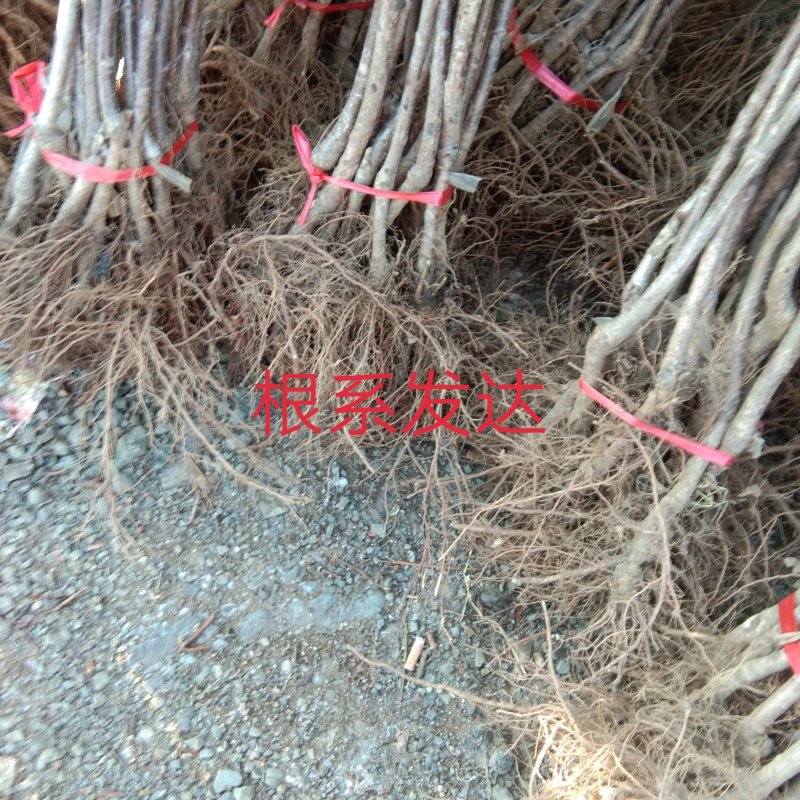 樱桃苗车厘子俄八美早包活包邮