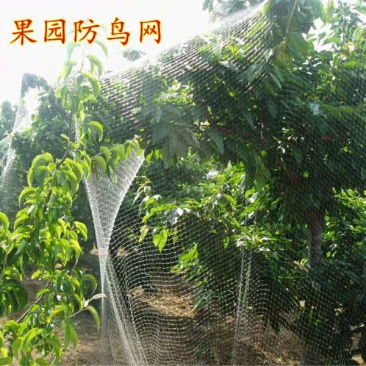防鸟用的网果树遮鸟池塘葡萄树保护网防乌果园户外拦鸟尼龙农