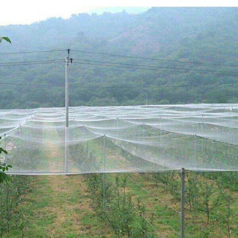 防鸟用的网果树遮鸟池塘葡萄树保护网防乌果园户外拦鸟尼龙农
