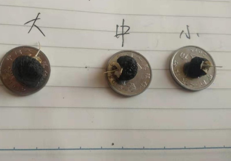 青海柴达木盆地格尔木产地黑枸杞大颗粒一瓶10元起