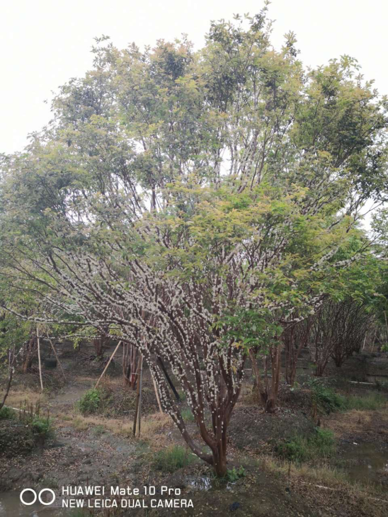 台湾嘉宝果树苗树葡萄苗嘉宝果苗名贵果树广东树葡萄树苗