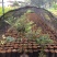 台湾嘉宝果树苗树葡萄苗嘉宝果苗名贵果树广东树葡萄树苗