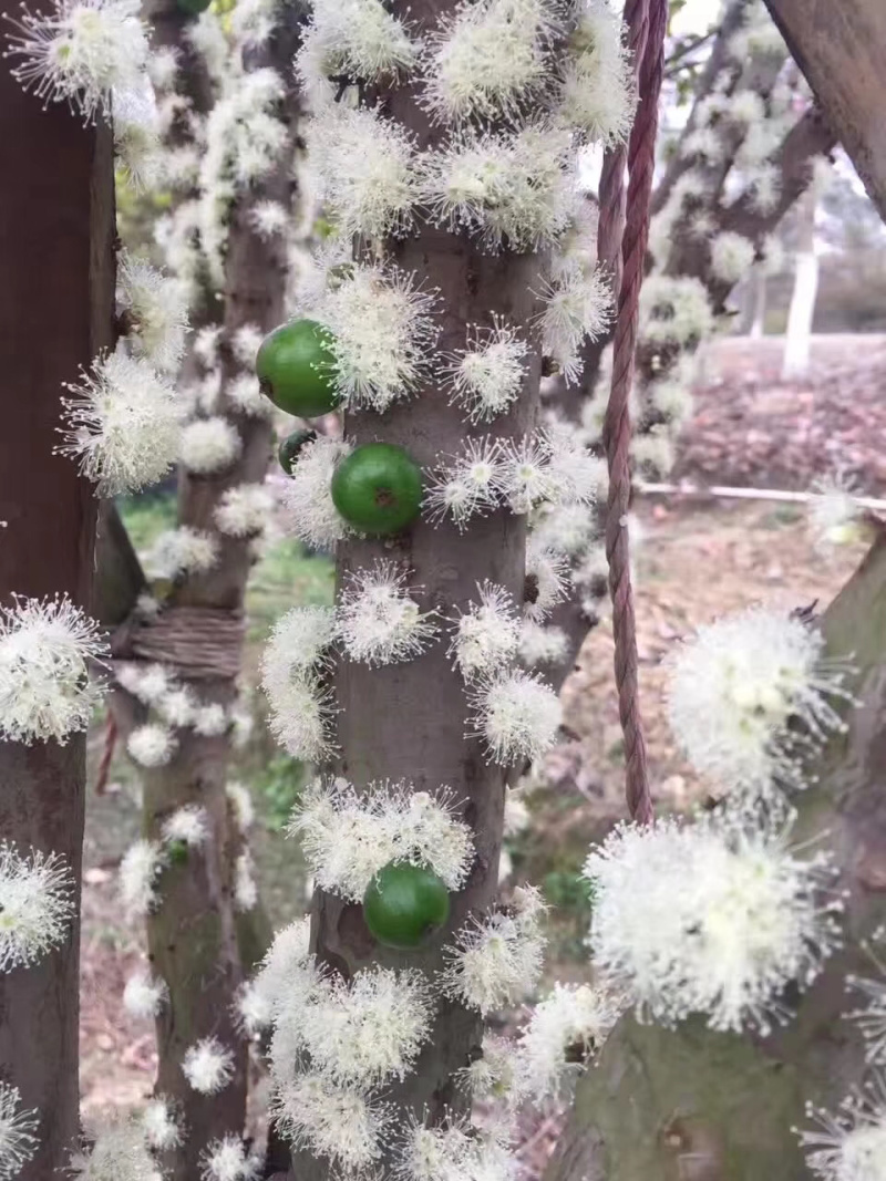台湾嘉宝果树苗树葡萄苗嘉宝果苗名贵果树广东树葡萄树苗
