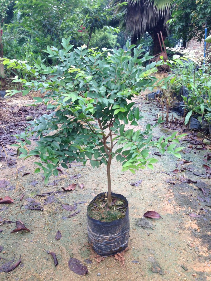 台湾嘉宝果树苗树葡萄苗嘉宝果苗名贵果树广东树葡萄树苗