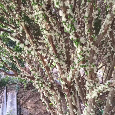 台湾嘉宝果树苗树葡萄苗嘉宝果苗名贵果树广东树葡萄树苗