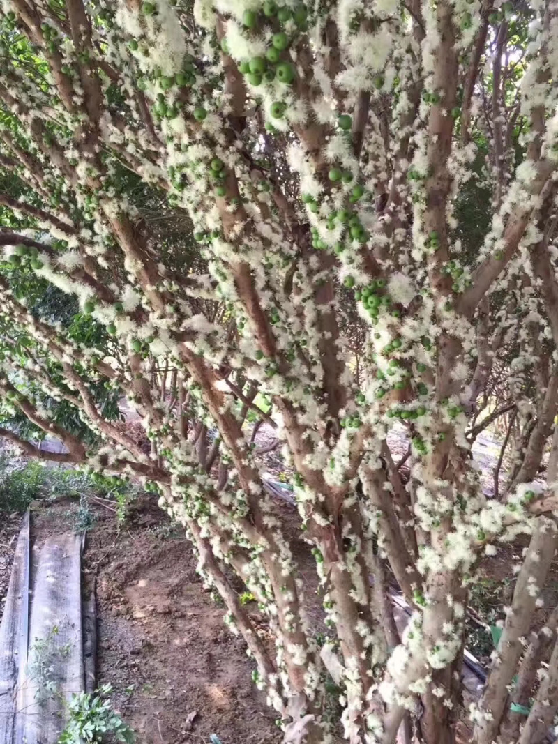 台湾嘉宝果树苗树葡萄苗嘉宝果苗名贵果树广东树葡萄树苗