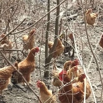 正宗清远鸡、散养喂谷麦鸡行