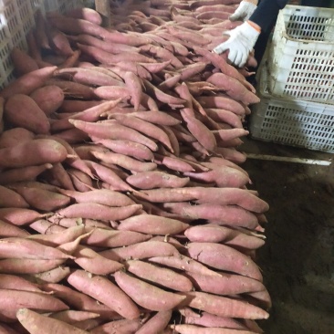 甜如密西瓜红精品，打包撒装都可以现在大量出库支持全国发货