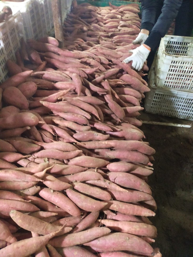 甜如密西瓜红精品，打包撒装都可以现在大量出库支持全国发货