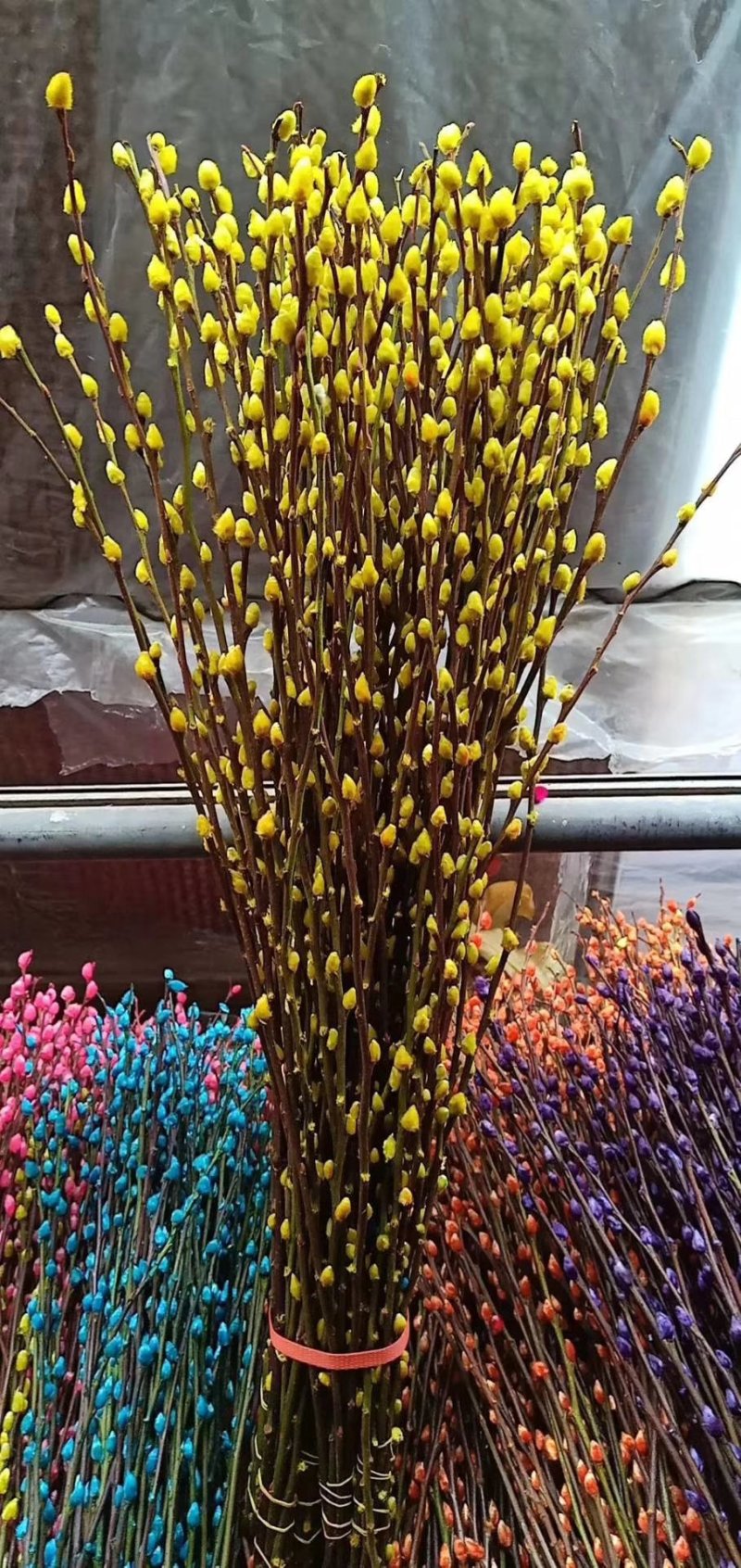 年宵花卉银柳彩色银柳鲜枝真花水养植物银柳干花室内客厅装饰