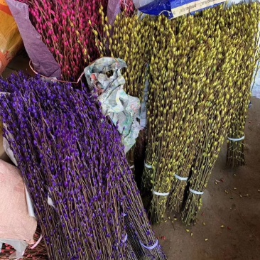年宵花卉银柳彩色银柳鲜枝真花水养植物银柳干花室内客厅装饰