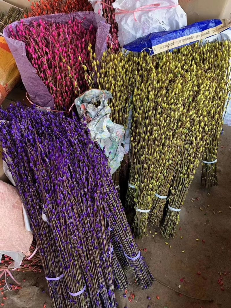 年宵花卉银柳彩色银柳鲜枝真花水养植物银柳干花室内客厅装饰