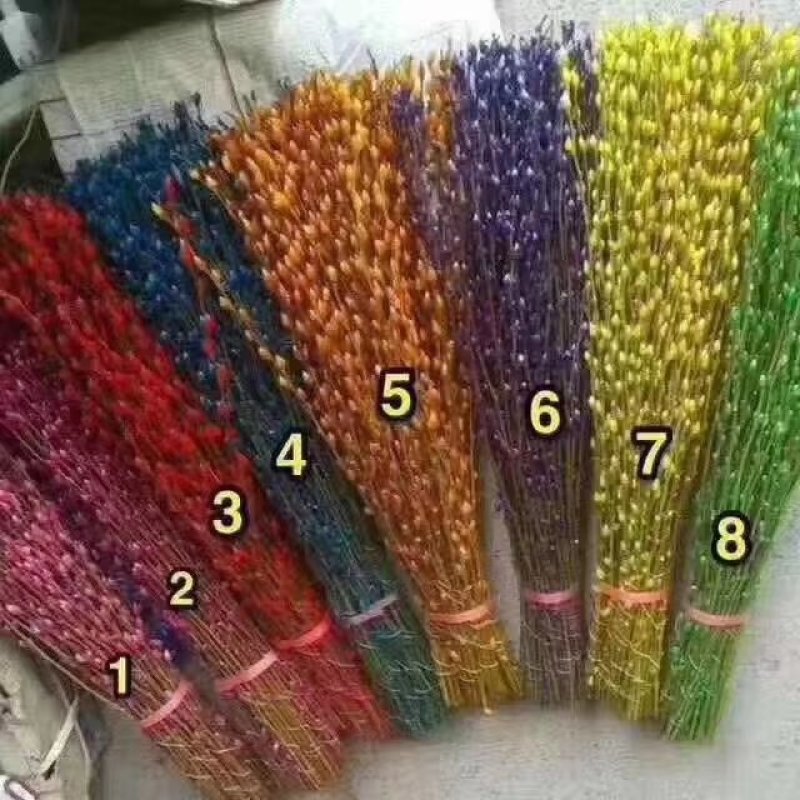 年宵花卉银柳彩色银柳鲜枝真花水养植物银柳干花室内客厅装饰