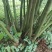 山豆根种子