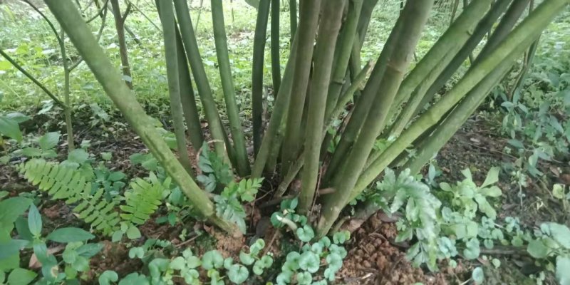 山豆根种子