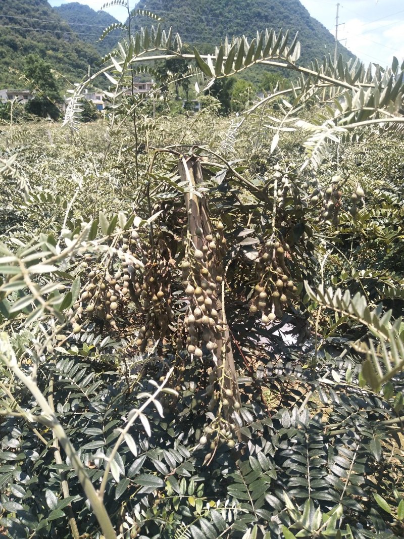 山豆根种子