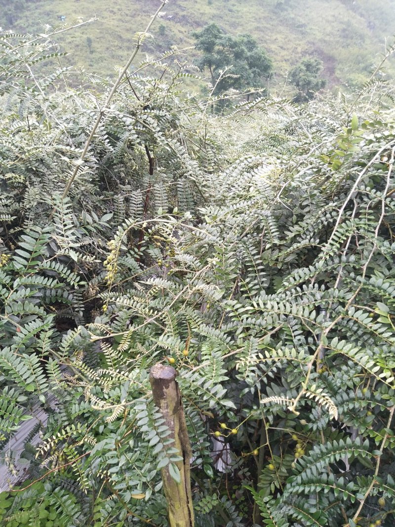 山豆根种子