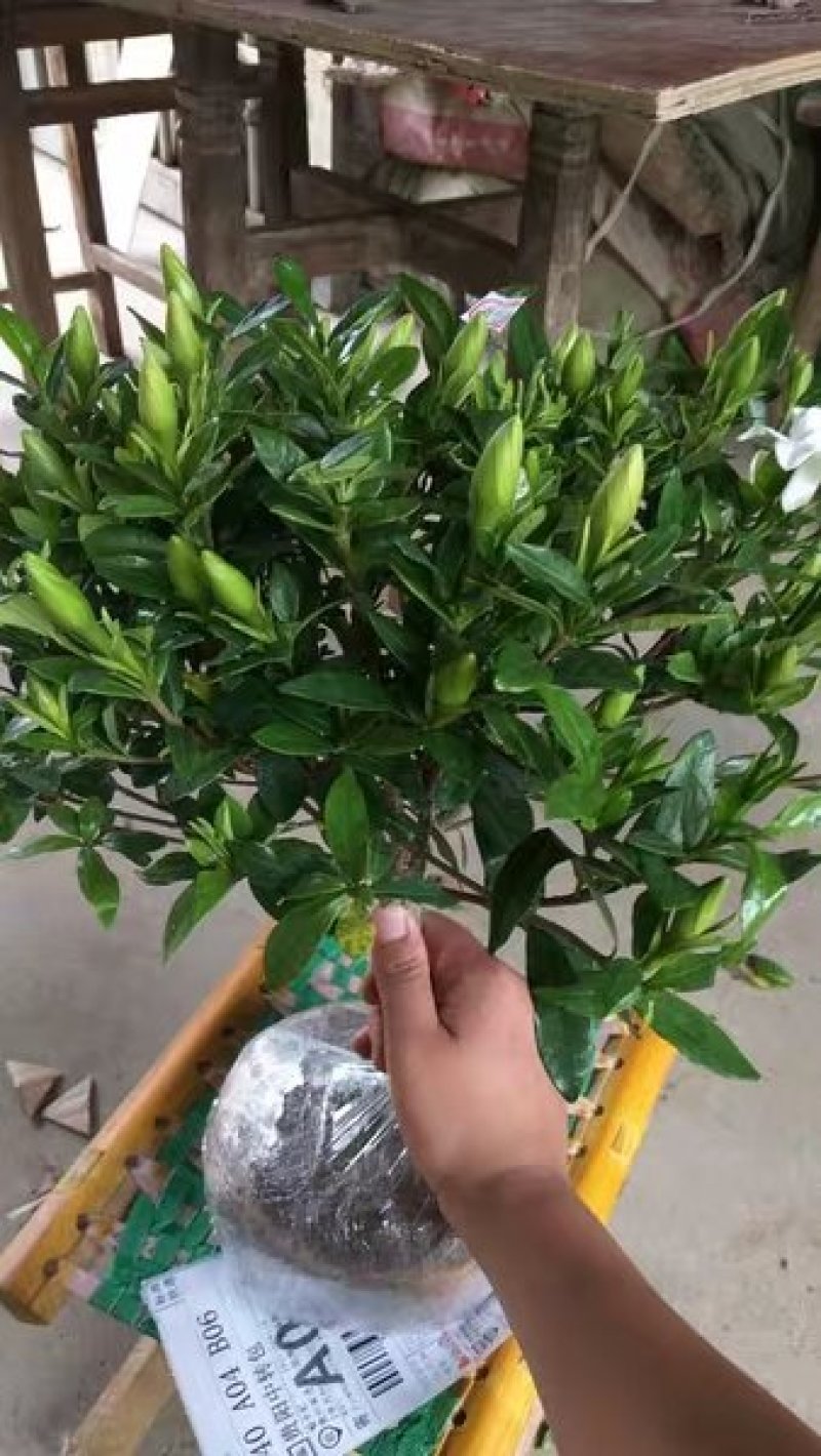 牡丹栀子花苗带花苞室内盆栽花卉大叶小叶栀子花四季开