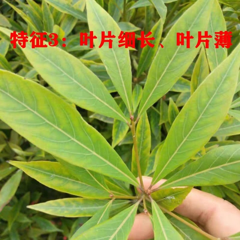 楠木苗金丝楠木树苗名贵苗木正宗金丝楠木树苗小叶桢楠